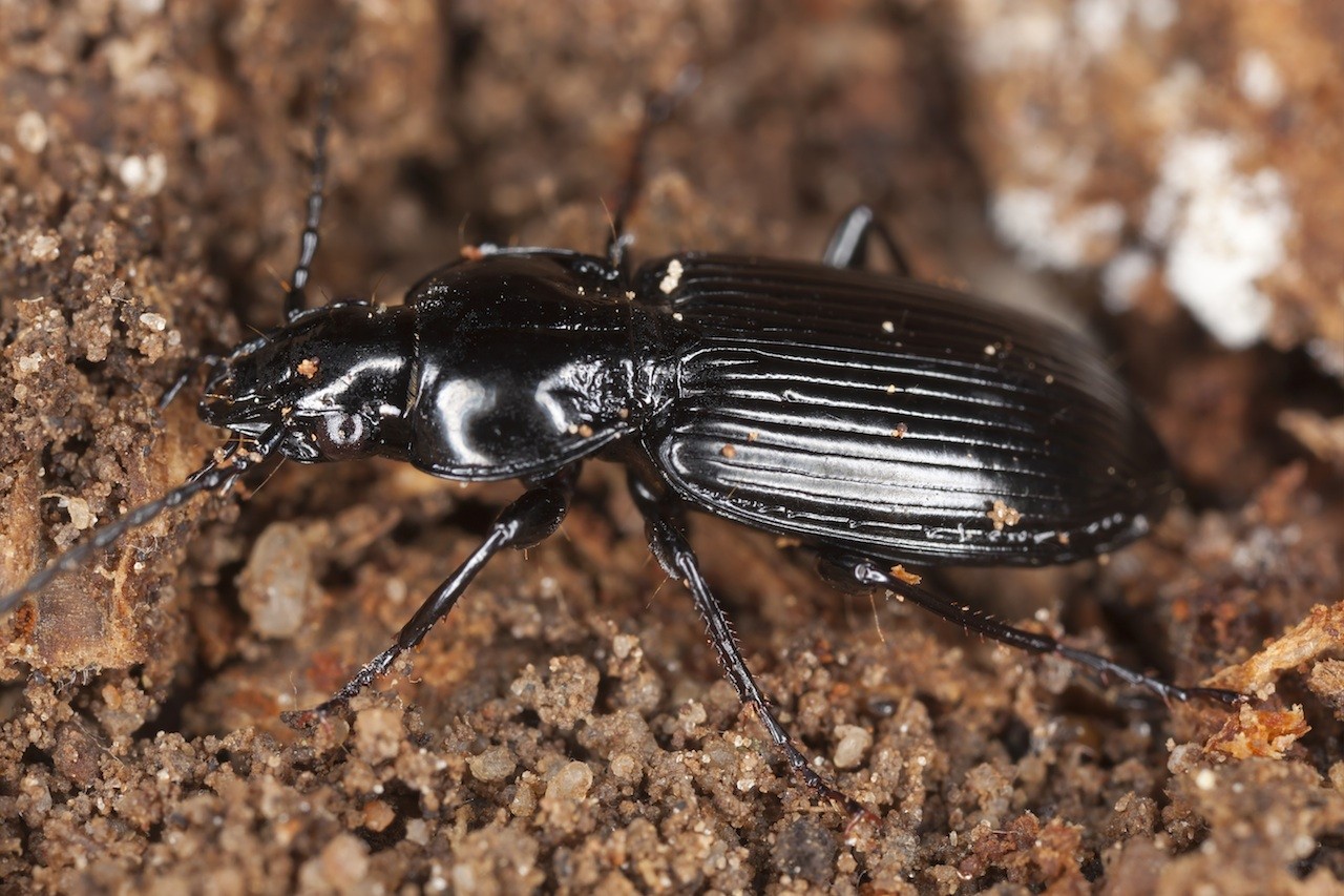 black beetles coming out of ground        <h3 class=