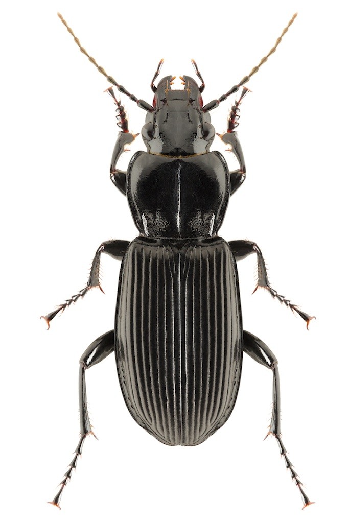 Black Beetle Control And Treatments For The Home Yard And Garden   BLACK BEETLE 