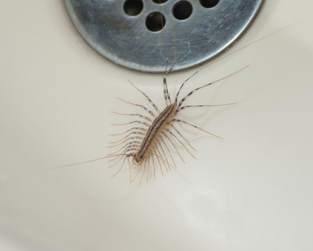 centipedes in kitchen sink