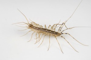 HOUSE CENTIPEDE ON COUNTER