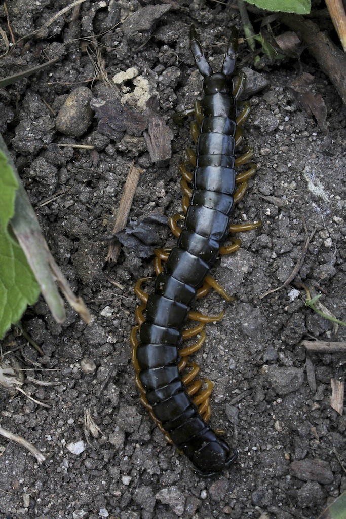 How to Control & Prevent Centipedes