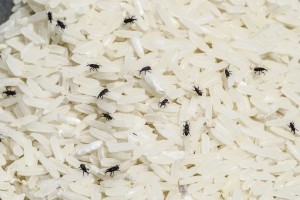 RICE INFESTED WITH RICE WEEVILS