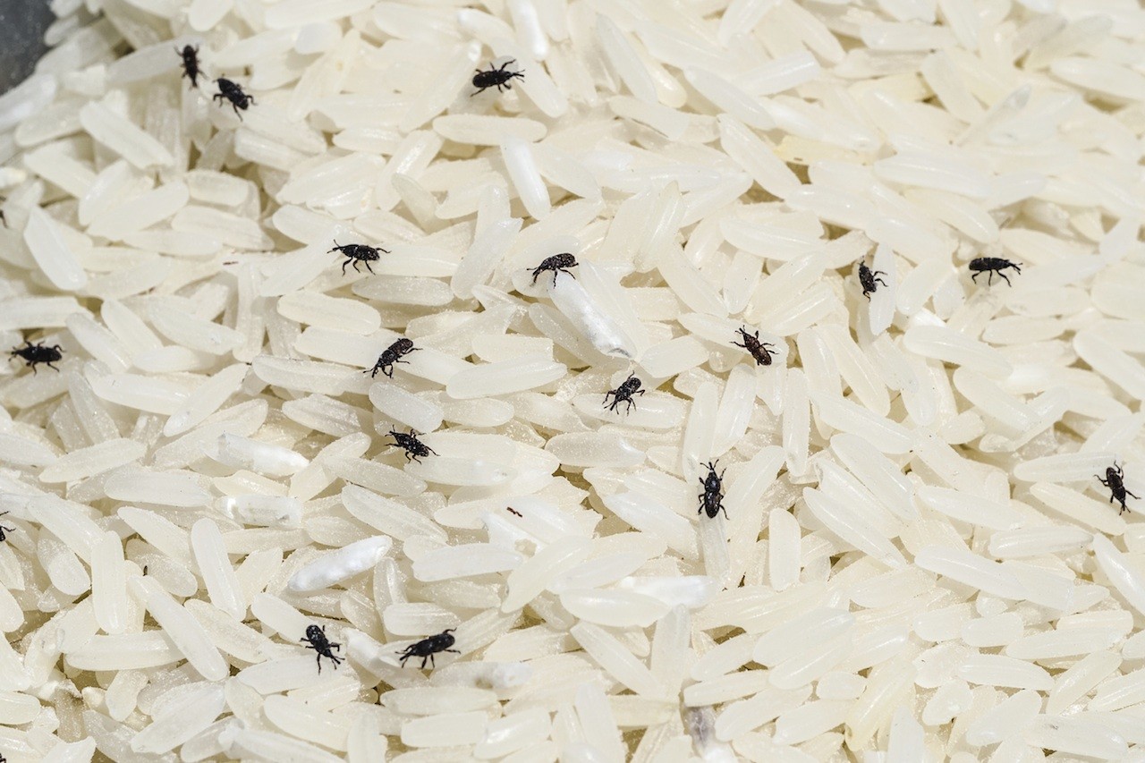 rice weevil control and treatments for the home and kitchen