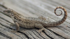 CURLY TAIL LIZARD