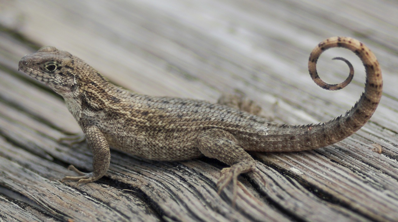 CURLY TAIL LIZARD CONTROL