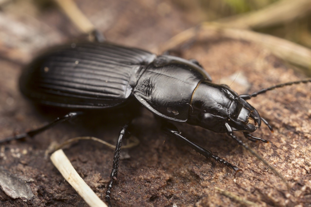 GROUND BEETLE CLOSEUP 