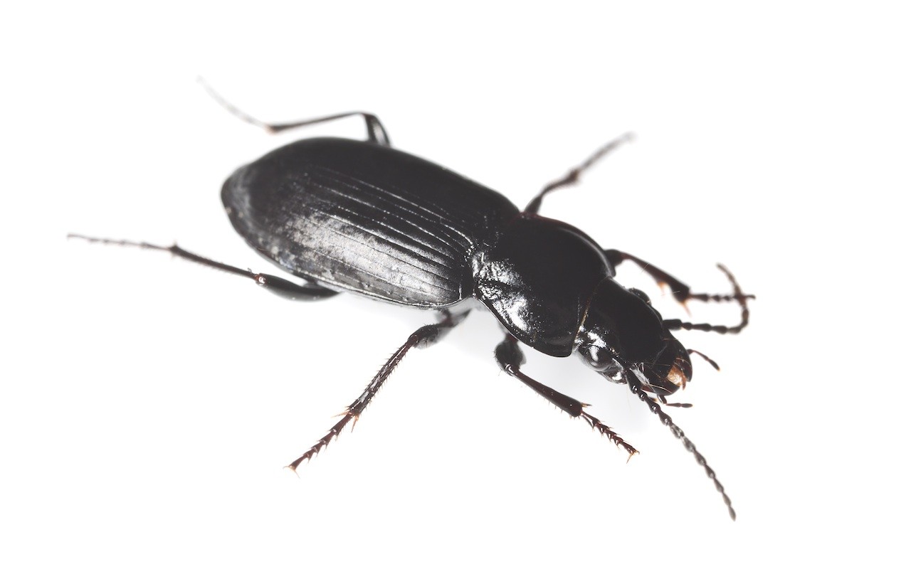 home-and-garden-black-beetle-treatment-bug-spray