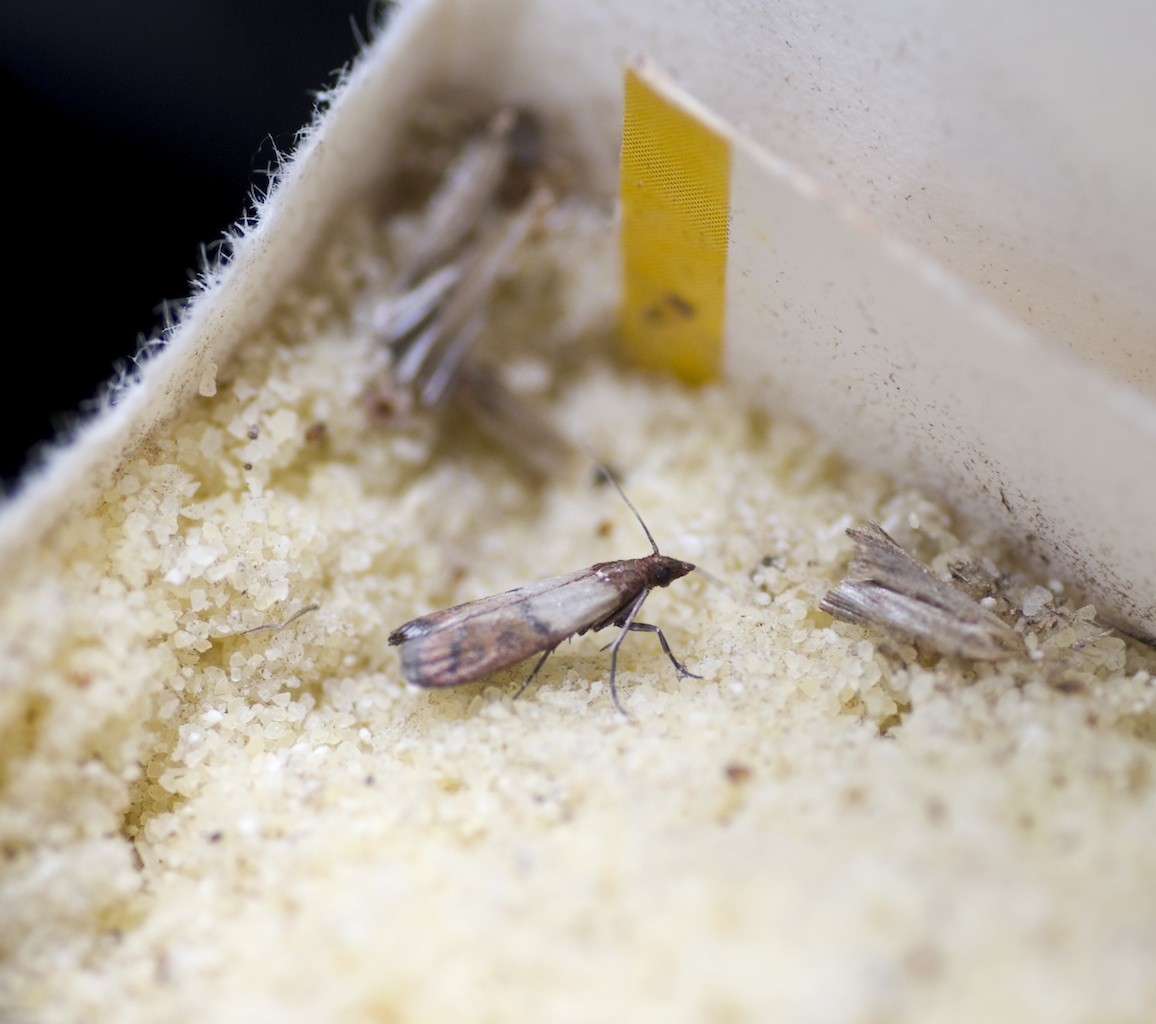 MEAL MOTH CONTROL BUGSPRAY COM