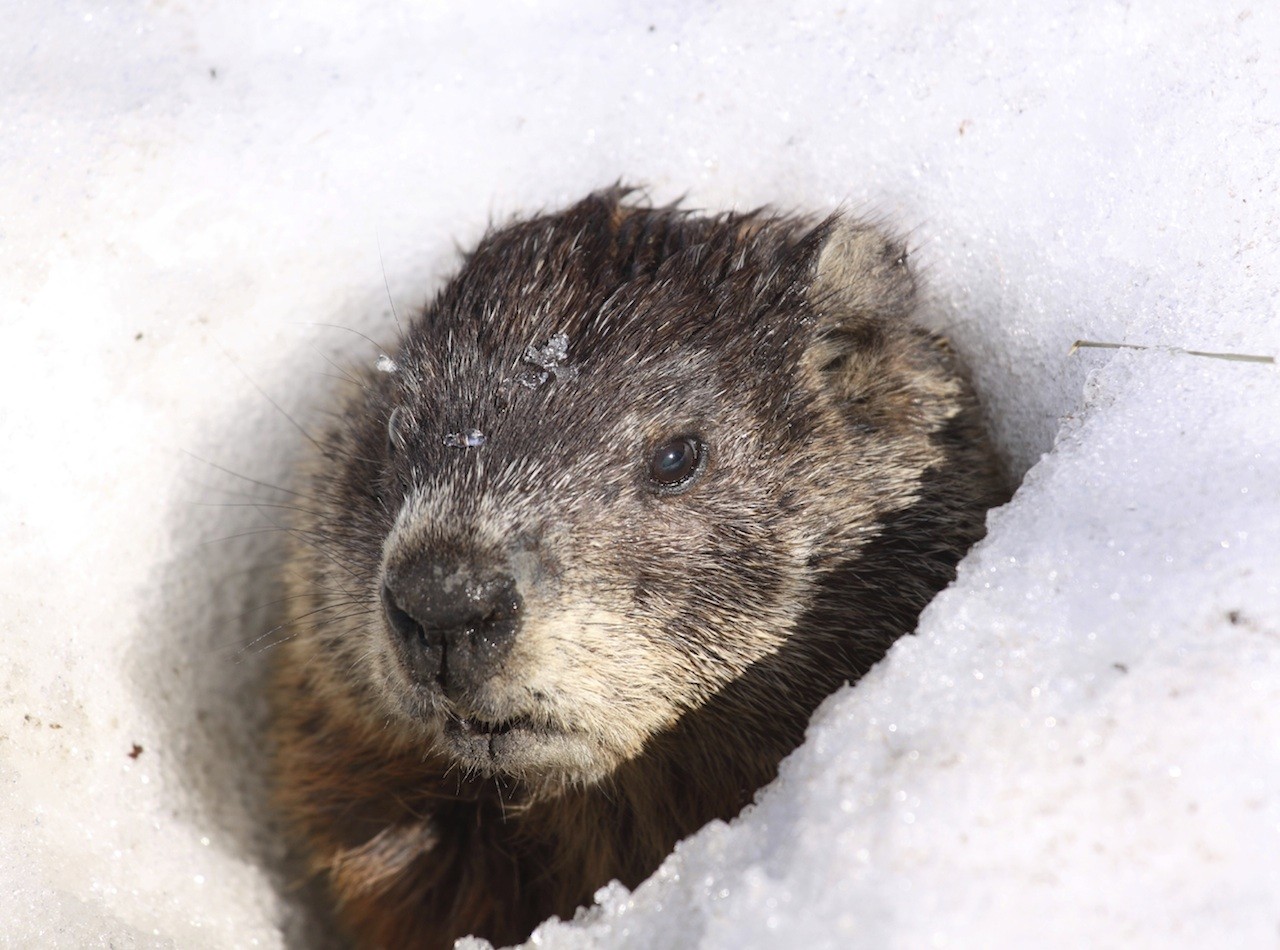 Marmot control and repellent treatments for the yard home and garden