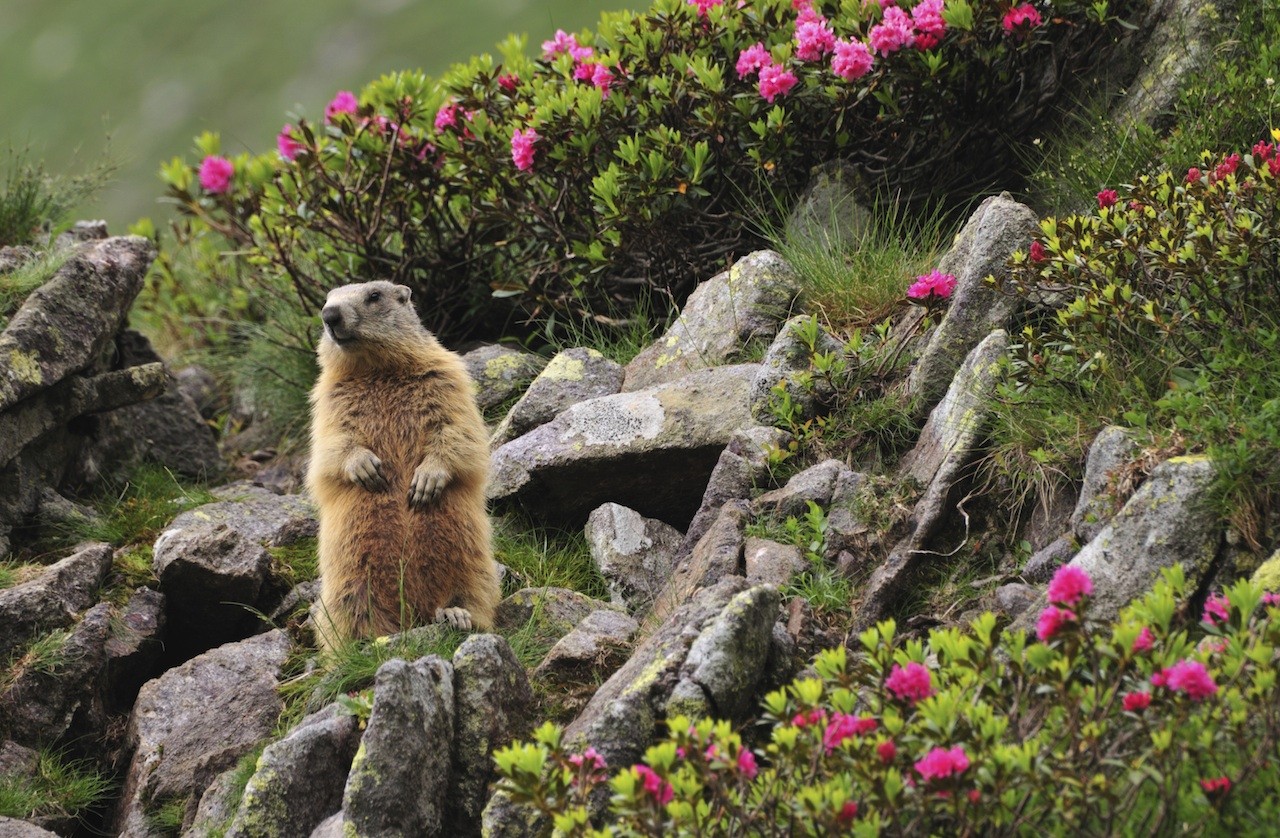 marmot day packs