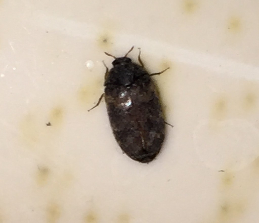 tiny beetles in house wisconsin